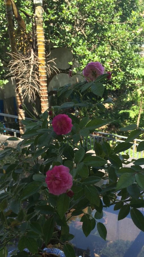 Hostel Phuong Nga دالات المظهر الخارجي الصورة